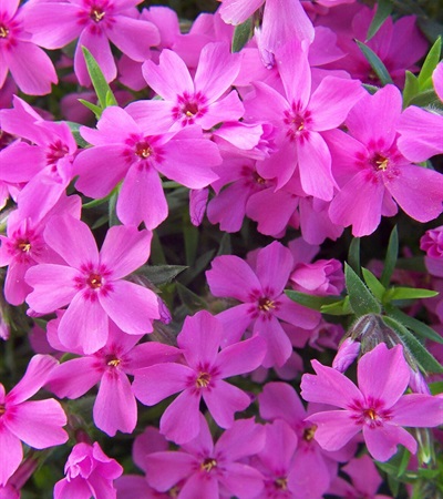Creeping Phlox Crimson Beauty